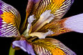 Mixed Iris (Iris unguicularis ssp. cretensis.)