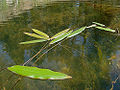 Floating Pondweed (Potamogeton natans)