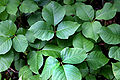 Eastern Poison Ivy (Toxicodendron radicans)