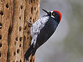 Acorn woodpecker (Melanerpes formicivorus) Order: Piciformes