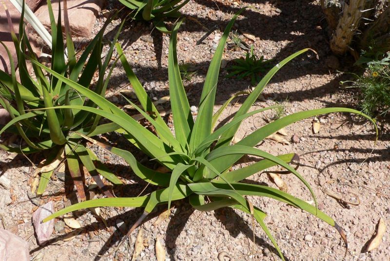 File:Agave bracteosa.jpg