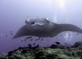 a big and up close manta ray