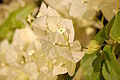 Common-name (Bougainvillea spectabilis)