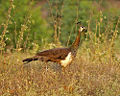 Female Indian Peafowl (Pavo cristatus)