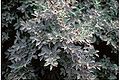 Weeping Forsythia (Forsythia sp.)