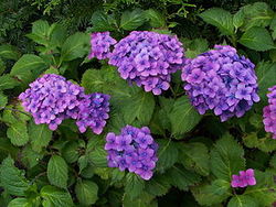 Hydrangea macrophylla.jpg
