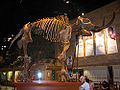 Mammoth (Mammuthus primigenius) Genus: Mammuthus