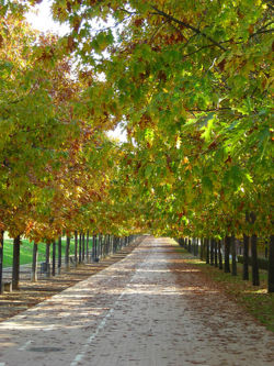 Northern Red Oak.jpg