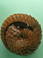 Pangolin
