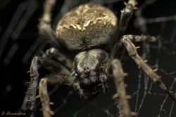 Spider.jpg
