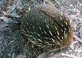 Thumbnail for version as of 01:15, 2 January 2007