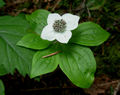 Common-Bunchberry (Cornus unalaschkensis) Family: Rosidae