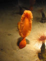 Sea Pen with tube anemones in the fore/background.