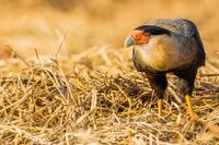 Caracara plancus 2.jpg