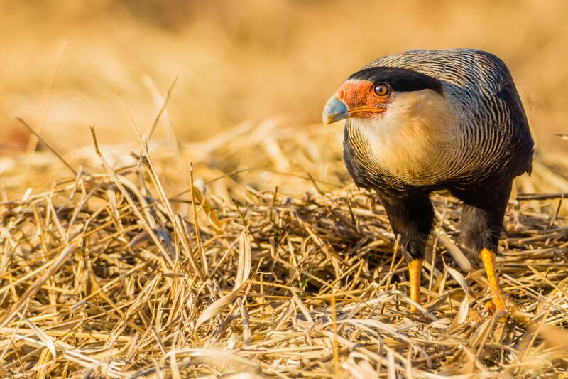 File:Caracara plancus 2.jpg