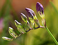 Freesia Buds
