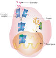 Thumbnail for version as of 19:49, 3 October 2007