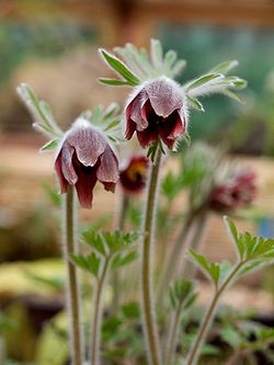 Pulsatilla koreana.jpg