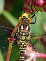 Thumbnail for version as of 04:32, 3 December 2010