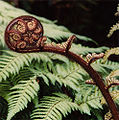 New Zealand Punakaiki (Dicksonia squarrosa) Family:Dicksoniaceae