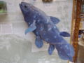 Coelacanth in the Oxford University Museum of Natural History