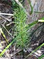 Club Mosses (Lycopodium deuterodensum) Class:Lycopodiopsida