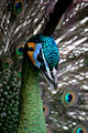 Male Green Peafowl (Pavo Muticus)