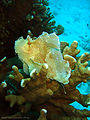 Leaf Scorpionfish (T. triacanthus) Genus: Taenianotus