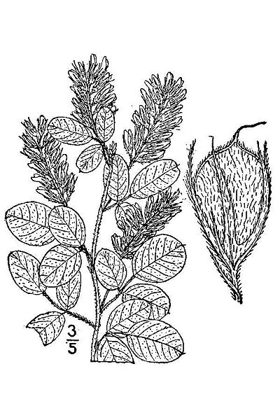 File:Lespy5.jpg