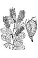 Hairy lespedeza (Lespedeza hirta )
