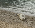 Mediterranean monk seal (M. monachus)