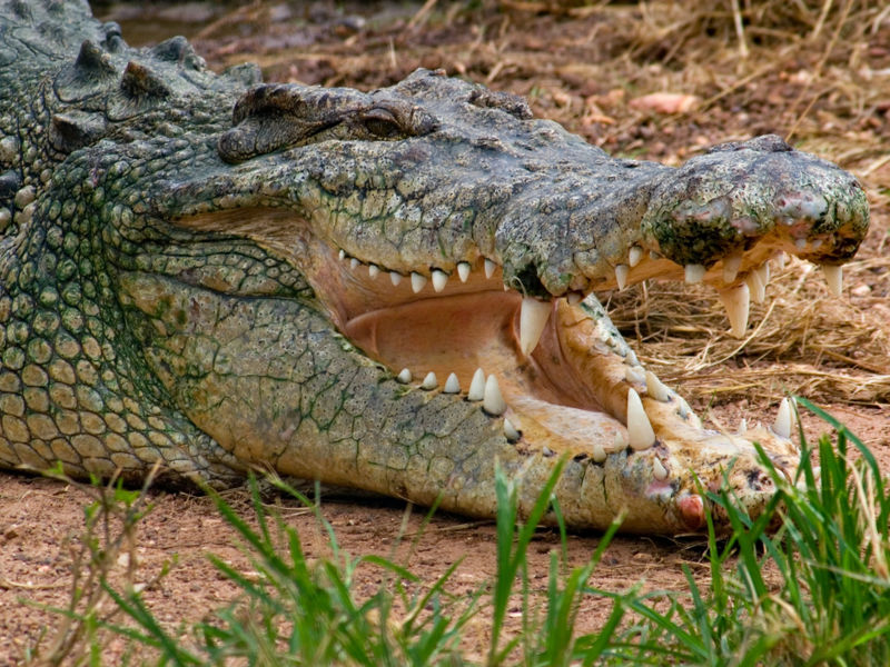 File:Menacing Estuarine Crocodile.jpg