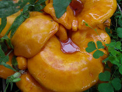 Omphalotus olearius.jpg