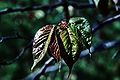 Sargent's cherry (Prunus sargentii)