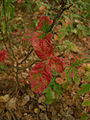 Pacific poison oak (Toxicodendron diversilobum)