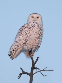 Snowy owl on perch.jpg