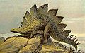 Stegosaurus Family: Stegosauridae