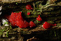 Thumbnail for version as of 04:33, 4 March 2009