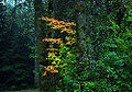 Thumbnail for version as of 00:02, 19 May 2010