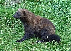 Wolverine.jpg