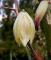 Thumbnail for version as of 07:40, 29 January 2007