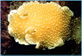 Orangepeel nudibranch Tochuina tetraquetra Family: Tritoniidae