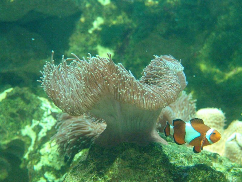 File:Clownfish 3.jpg