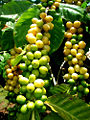 Thumbnail for version as of 08:18, 2 June 2008