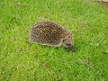 European Hedgehog (Erinaceus europaeus) Genus:Erinaceus