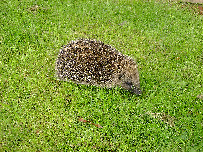 File:European Hedgehog.jpg