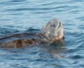 Leatherback turtle with head above water