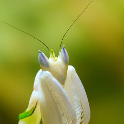 Mantis Hymenopus coronatus.jpg
