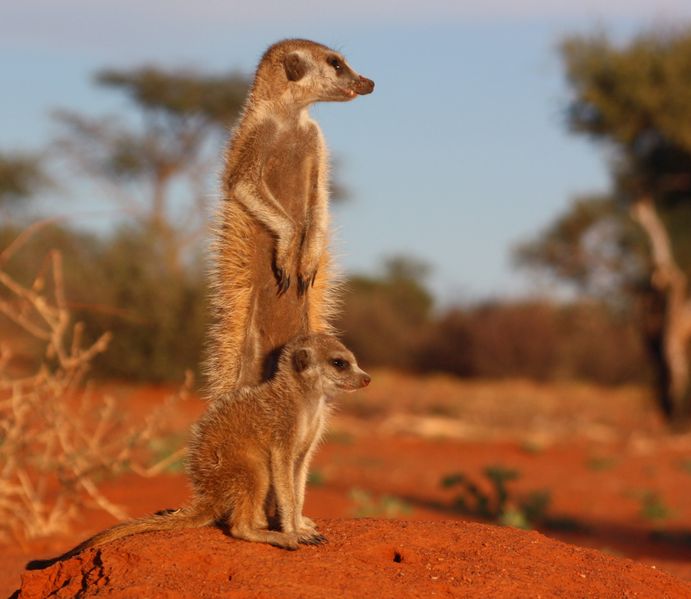 File:Meerkat and pup (2).jpg