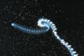 nanomia cara, a physonect chain of polyps